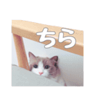 ラグドールねこのマーチ（個別スタンプ：6）