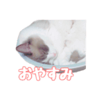 ラグドールねこのマーチ（個別スタンプ：7）