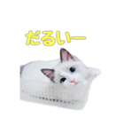 ラグドールねこのマーチ（個別スタンプ：8）