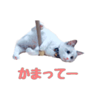 ラグドールねこのマーチ（個別スタンプ：9）
