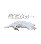 ラグドールねこのマーチ（個別スタンプ：10）
