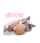 ラグドールねこのマーチ（個別スタンプ：11）