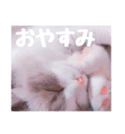ラグドールねこのマーチ（個別スタンプ：12）