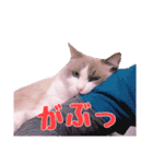 ラグドールねこのマーチ（個別スタンプ：13）