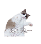 ラグドールねこのマーチ（個別スタンプ：15）