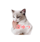 ラグドールねこのマーチ（個別スタンプ：16）