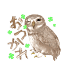 毎日使えるフクロウさんスタンプ（個別スタンプ：13）