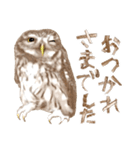 毎日使えるフクロウさんスタンプ（個別スタンプ：15）