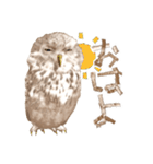 毎日使えるフクロウさんスタンプ（個別スタンプ：19）