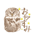 毎日使えるフクロウさんスタンプ（個別スタンプ：20）