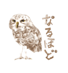 毎日使えるフクロウさんスタンプ（個別スタンプ：22）