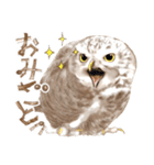 毎日使えるフクロウさんスタンプ（個別スタンプ：39）