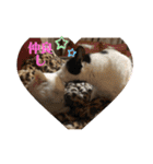 ウチの猫S（個別スタンプ：1）