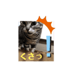 ウチの猫S（個別スタンプ：4）