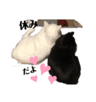 ウチの猫S（個別スタンプ：6）
