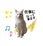 ウチの猫S（個別スタンプ：7）