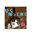 ウチの猫S（個別スタンプ：8）
