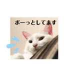 ウチの猫S（個別スタンプ：9）