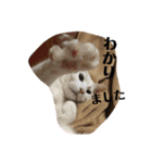 ウチの猫S（個別スタンプ：10）
