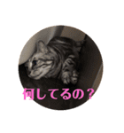 ウチの猫S（個別スタンプ：11）
