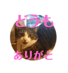 ウチの猫S（個別スタンプ：12）