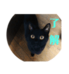 ウチの猫S（個別スタンプ：13）