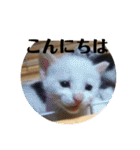 ウチの猫S（個別スタンプ：14）