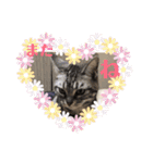 ウチの猫S（個別スタンプ：16）