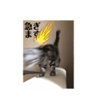 ウチの猫S（個別スタンプ：17）