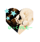 ウチの猫S（個別スタンプ：19）