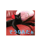 ウチの猫S（個別スタンプ：20）