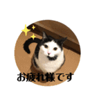 ウチの猫S（個別スタンプ：21）