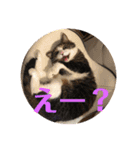 ウチの猫S（個別スタンプ：22）