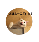 ウチの猫S（個別スタンプ：23）