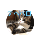 ウチの猫S（個別スタンプ：24）