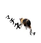 観劇ネコ猫（個別スタンプ：2）
