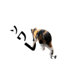 観劇ネコ猫（個別スタンプ：3）