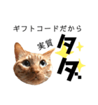 観劇ネコ猫（個別スタンプ：6）