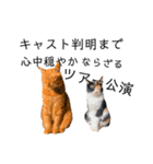 観劇ネコ猫（個別スタンプ：12）