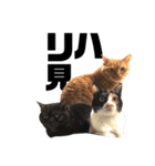 観劇ネコ猫（個別スタンプ：14）