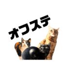 観劇ネコ猫（個別スタンプ：15）