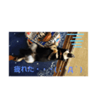 やまと(U´・ェ・)（個別スタンプ：6）