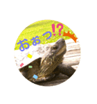 かめたろうのスタンプその2（個別スタンプ：2）