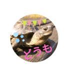 かめたろうのスタンプその2（個別スタンプ：5）