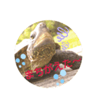 かめたろうのスタンプその2（個別スタンプ：9）