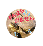 かめたろうのスタンプその2（個別スタンプ：13）