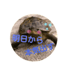 かめたろうのスタンプその2（個別スタンプ：16）