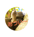 かめたろうのスタンプその2（個別スタンプ：17）