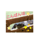 かめたろうのスタンプその2（個別スタンプ：21）