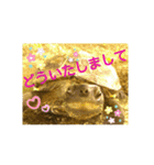 かめたろうのスタンプその2（個別スタンプ：22）